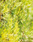 Hair Tonic & Weleda Revitalising Hair Tonic